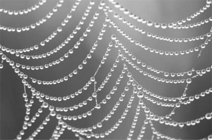 Spiderweb by Erik Schepers. Creative Commons license.