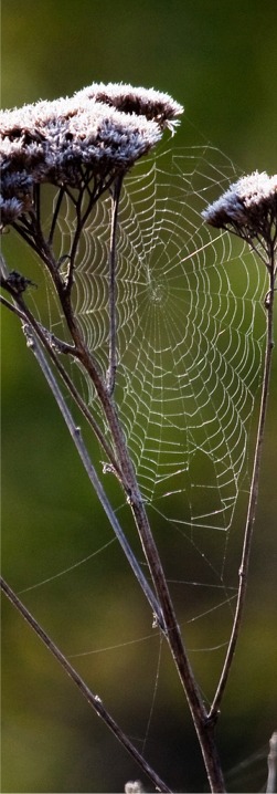 Spiderweb by Mike Baird. Creative Commons license.