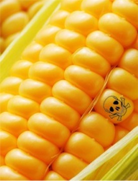 Corn with poison symbol