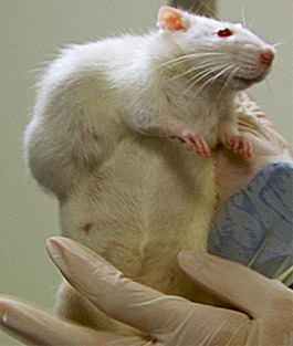 Rat with Tumors