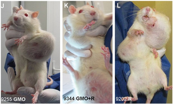 Tumor-ridden rats