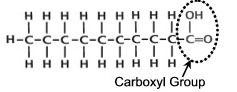Saturated Fat Molecule