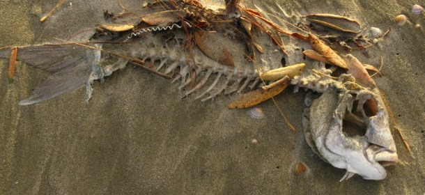 Fish Skeleton, by Richard Gustin