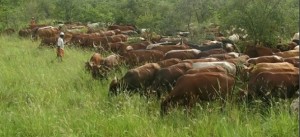 Cattle Raised Naturally