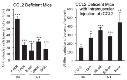 Movement of Al-Rho in CCL2-Deficient Mice