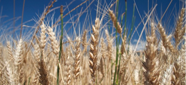 Wheat Field in Oregon, by Elias Gayles