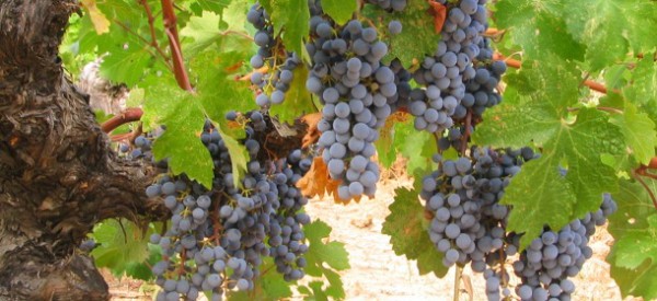 Grape Seed Extract May Beat Chemo in Late-Stage Cancer