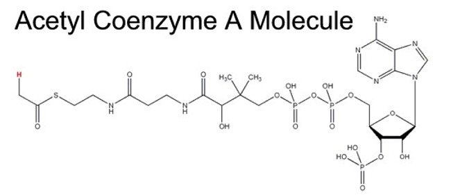 Acetyl CoA Basic Molecule