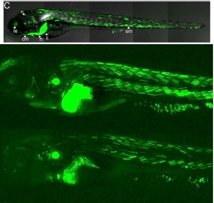 Genetically engineered zebrafish, estrogen absorbing organs lit up