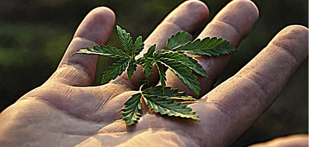 Marijuana leaf in hand