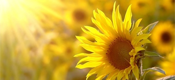 Sunflower in sunshine
