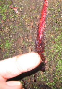 Sangre de drago Red Sap