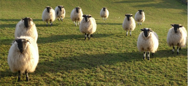 Sheep, by Anne Marie Cunningham