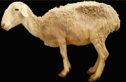 Sheep with Cachexia Resulting from ASIA