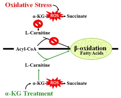 beta-oxidation, fatty acids