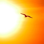 Bird-flying-into-sun