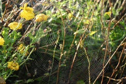 Spiderweb by France House Hunt. Creative Commons license.