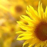 Sunflower-in-sunshine
